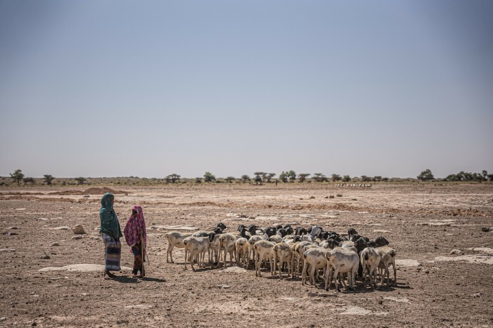 En gruppe hyrder og deres husdyr ankommer til samfundet Sincaro i Sanag-regionen, hvor Oxfam har bygget et vandforsyningssystem til mennesker og dyr.