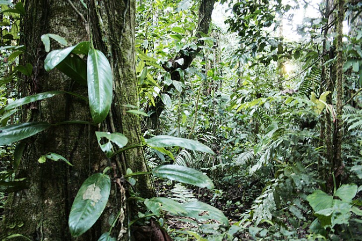 Amazonas regnskoven