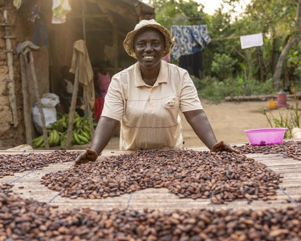 Kvinde tørrer kakaobønner på et tørrebord i Ghana.