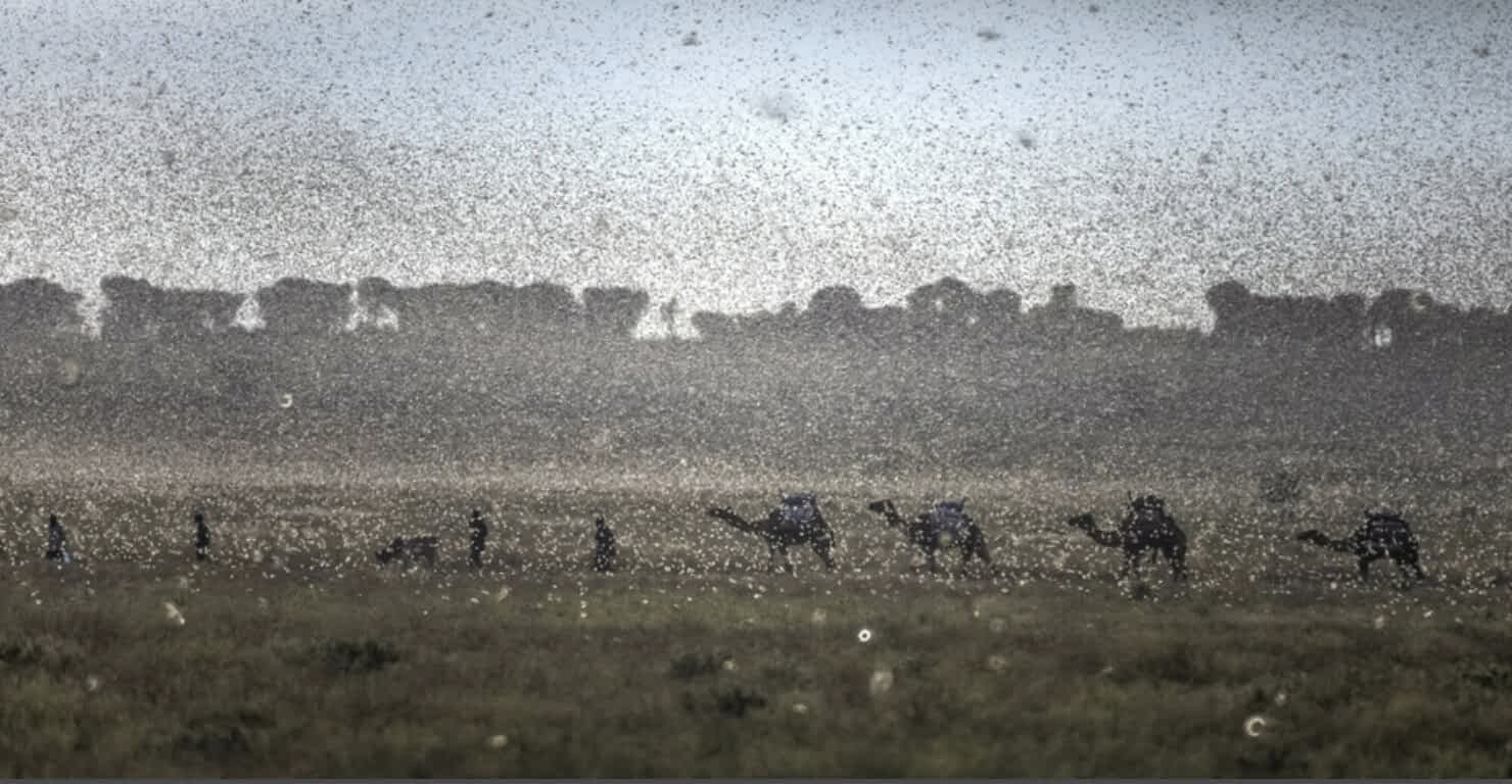 Kameler i græshoppesværm