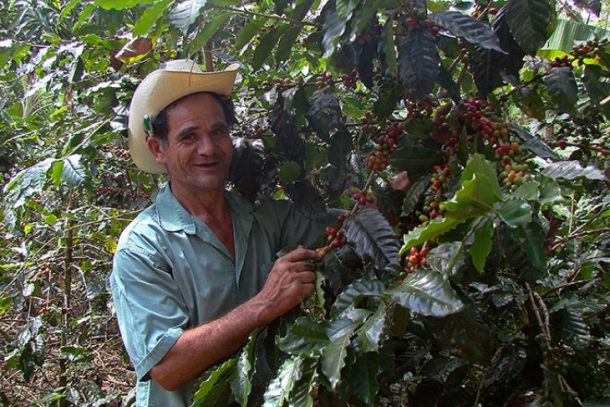 José Antonio Hernandez fremviser røde kaffebær.